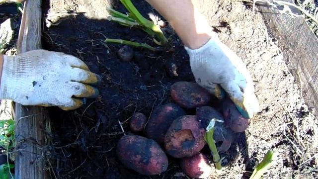 КАК МЫ КАРТОШКУ КОПАЛИ . СОРТА САРПО МИРА И ШАРВАРИ ПИРОЖКА смотреть онлайн
