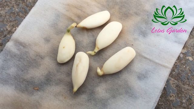 Tips for growing sapodilla from seeds, super fast germination смотреть онлайн