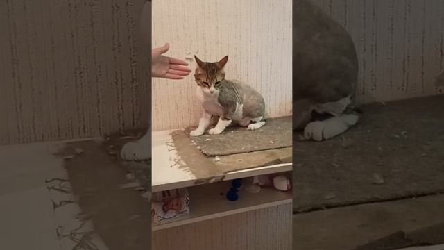 Haircut for a short-haired cat. / Стрижка котика с короткой шерстью. смотреть онлайн