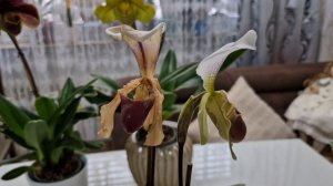 обзор моих новых орхидей башмачков Пафиопедилум.Американский гибрид