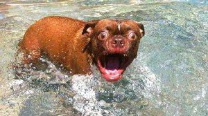 Приколы с животными 2023 / Смешные кошки и собаки