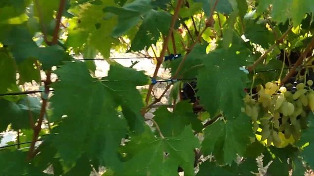 МАНИКЮР ФИНГЕР . ЯПОНИЯ. 2019. смотреть онлайн