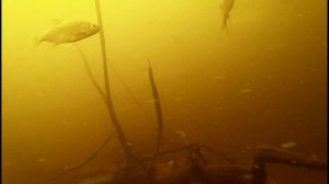 Водная среда обитания