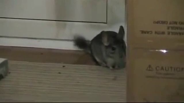 Шиншилла и кот. Неожиданная развязка смотреть онлайн