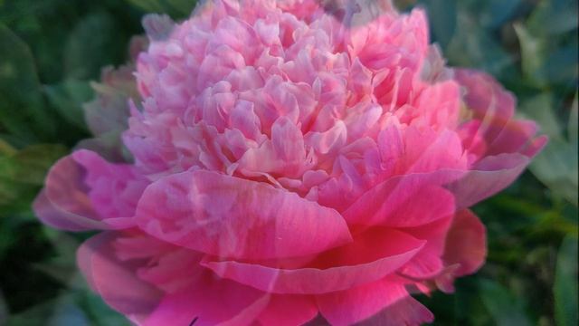 Пионы. Цветение 2020. Часть 5. смотреть онлайн