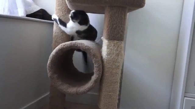 Смешная собака поднимает настроение!Жизнь котов!Funny dog uplifting! Cats play! Cats Life! смотреть онлайн