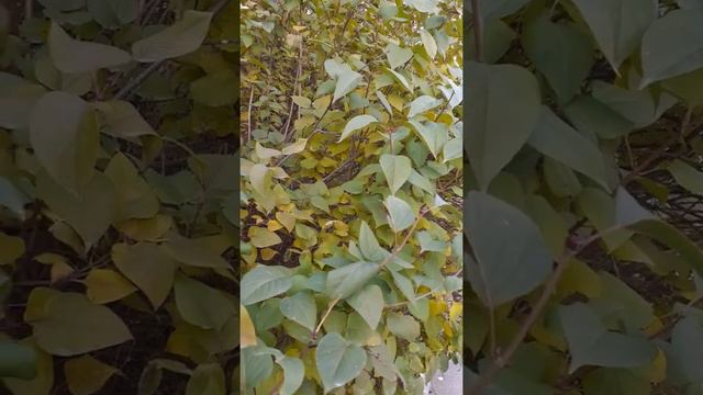 Сирень...осень... смотреть онлайн