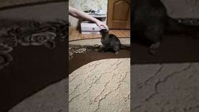Кот без яиц (кострированый) смотреть онлайн