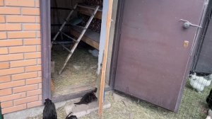 4 УСЛОВИЯ для тех кто хочет ЗАВЕСТИ КУР несушек