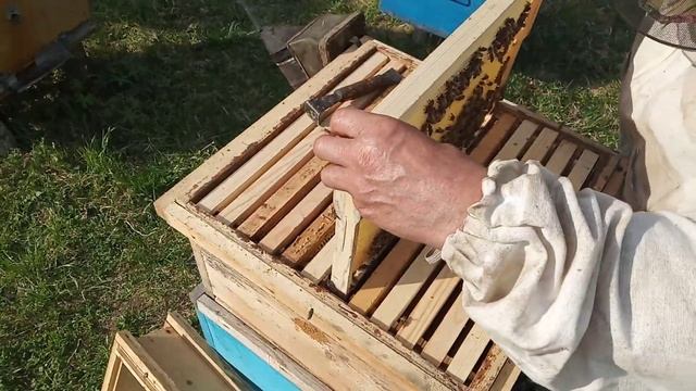 Майский мёд на Среднем Урале ! Возможно ли такое ? смотреть онлайн