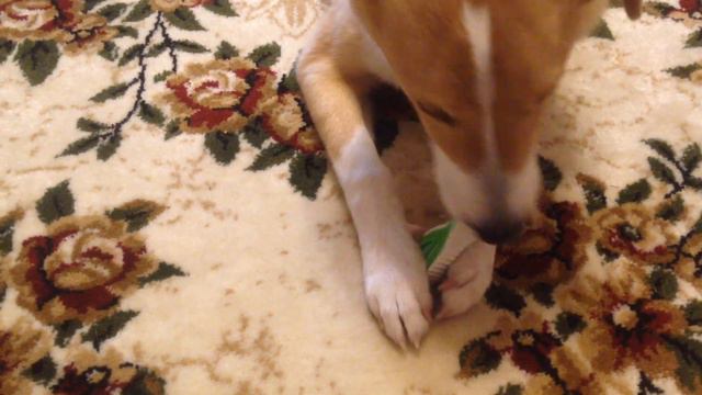 Любимые Игрушки Джесси. Забавное. смотреть онлайн