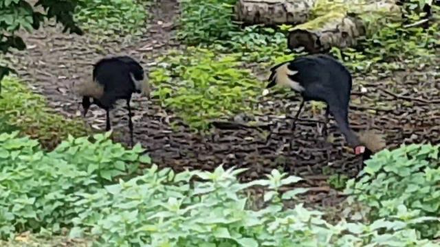 WELTVOGELPARK - Walsrode - 1...Всемирный парк птиц, г. Вальсродэ- часть 1. смотреть онлайн
