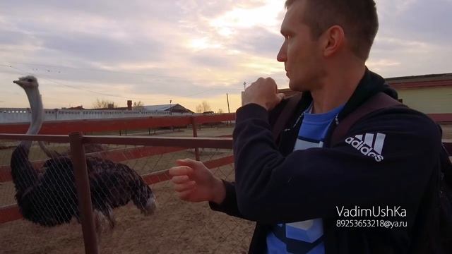 СТРАУСИНАЯ ФЕРМА "РУССКИЙ СТРАУС". ДЕРЕВНЯ СТАРЫЕ КУЗЬМЕНКИ, СЕРПУХОВСКИЙ РАЙОН, МОСКОВСКАЯ ОБЛАСТЬ смотреть онлайн