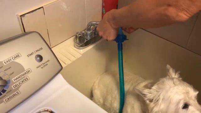 Quick And Easy Way To Bathe Your Dog In The Utility Sink With A Rinseroo. Get Yours At Rinseroo.com