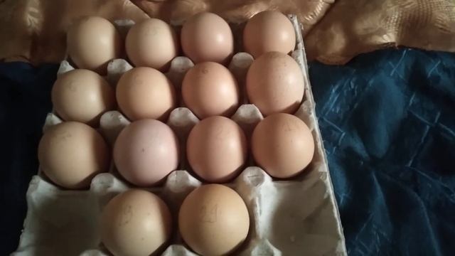 Про сроки яйца сколько можно его хранить, и про другие яйца выводные. смотреть онлайн