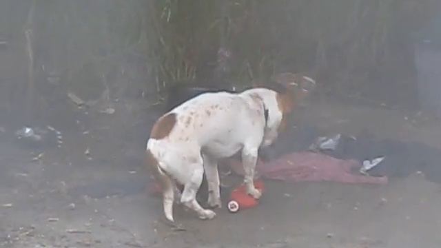Поющий пёс Шарик Singing Sharrik dog смотреть онлайн