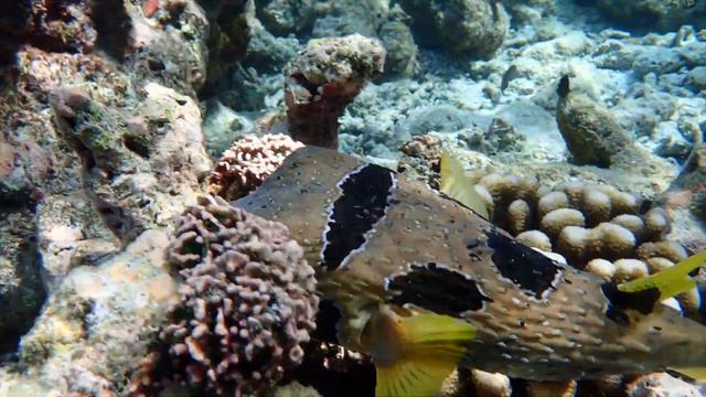 ANGAGA, mars 2023, Maldives смотреть онлайн