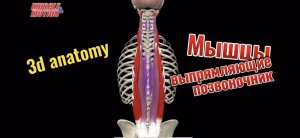 3d anatomy. Мышцы, выпрямляющие позвоночник.