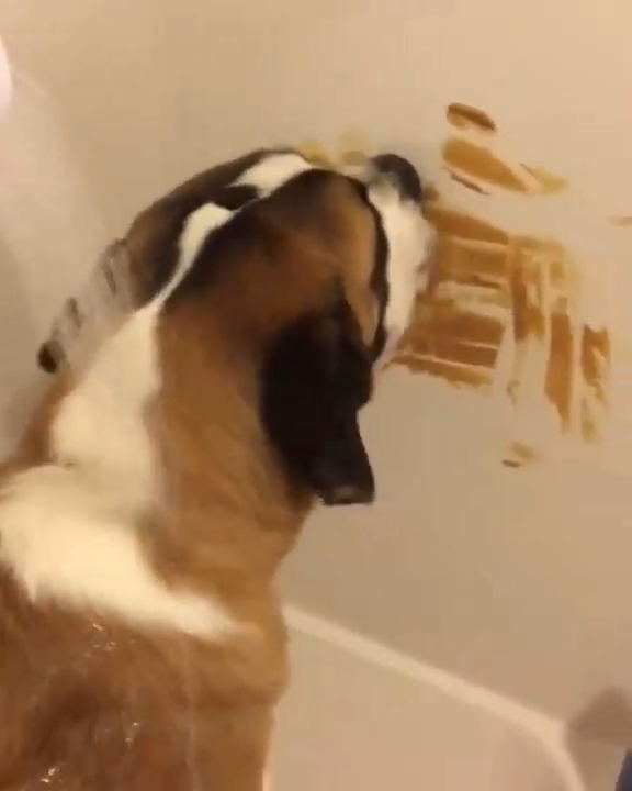 Как легко искупать собаку смотреть онлайн