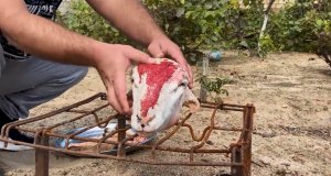 Баранья Голова приготовленная внутри ЖЕЛУДКА! Необычный рецепт баранины