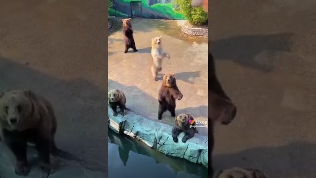 Мишки молодцы смотреть онлайн