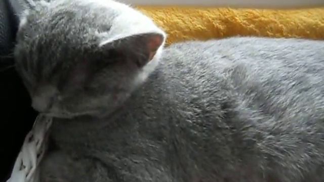 Кот храпит смотреть онлайн