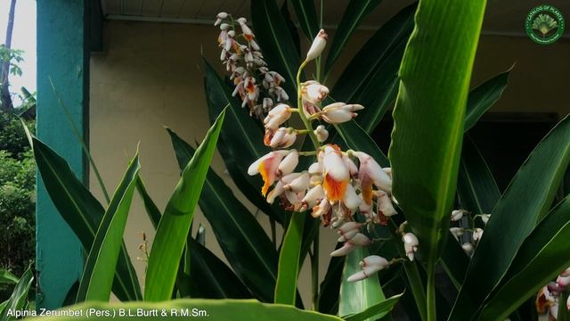Alpinia Zerumbet (Pers.) B.L.Burtt & R.M.Sm. | Flowering Plants | ?? Panama | смотреть онлайн