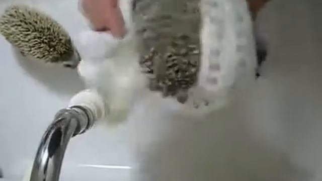 КАК правильно мыть ЁЖИКОВ !!! смотреть онлайн