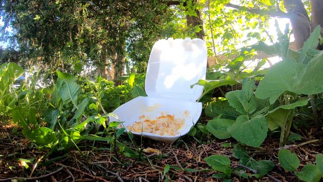 Cat TV Bird Watch - Do Birds Like Restaurant Style Hash Browns? Video #3 смотреть онлайн