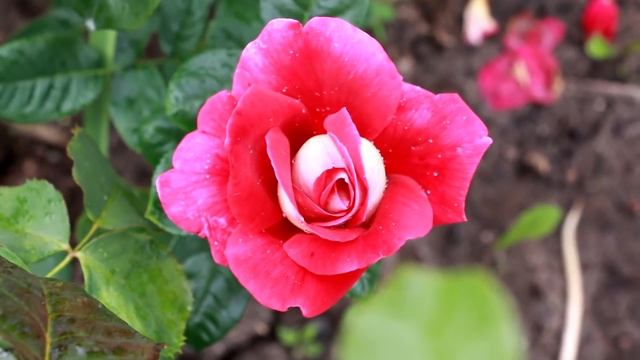 14 сортов роз для любого сада! #розы #сортароз #цветениероз #розывсаду #счастливыйсадовод