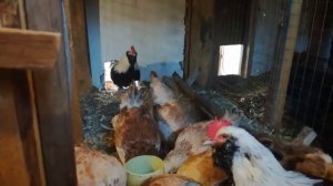 Фавероль радует!/// Первое яйцо!