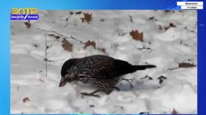 11-класс | Биология | Биотические факторы среды. Поведение животных в природе