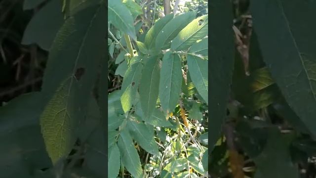 Sambucus Ebulus (Sambukus Ebulus) - Cüce Mürver смотреть онлайн