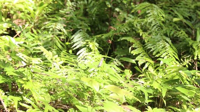 Bombyx mori adult species in early march смотреть онлайн