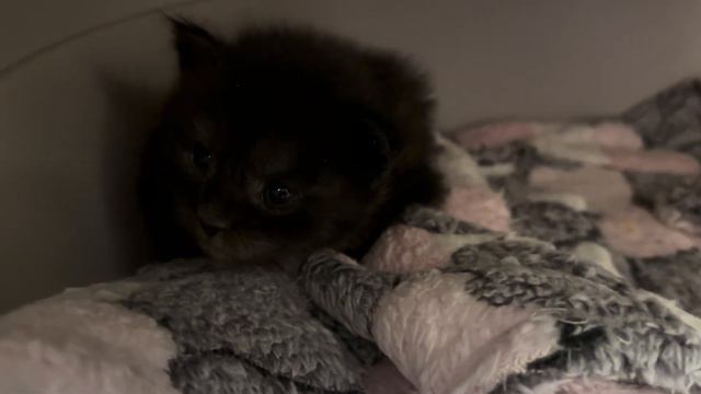 Багира примерная мамаша и ее сестренка Ночка😻💕 смотреть онлайн