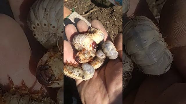 Личинки майского жука... смотреть онлайн