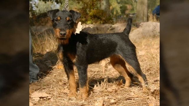 НЕМЕЦКИЙ ЯГДТЕРЬЕР – ВСЁ О ПОРОДЕ смотреть онлайн