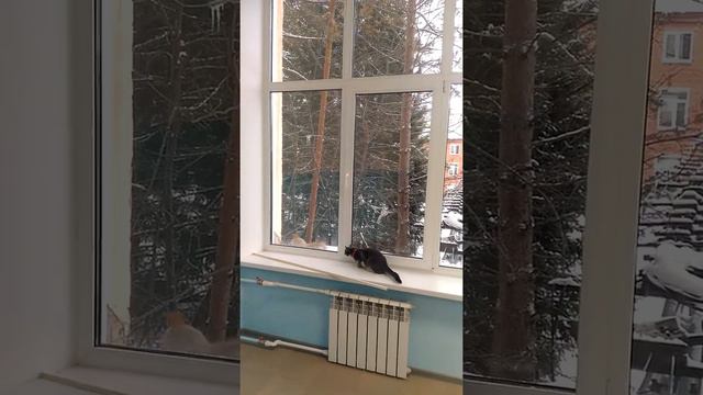 Кот и белка. смотреть онлайн