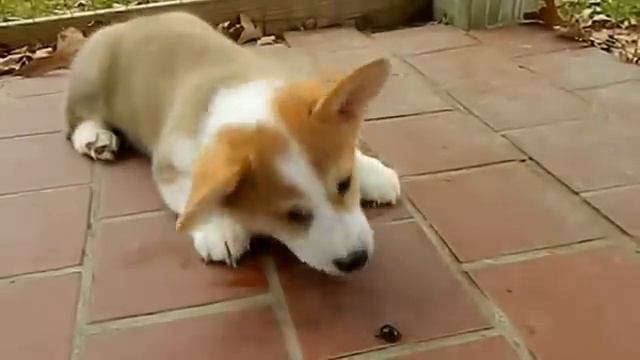 Щеночек и страшный жук смотреть онлайн