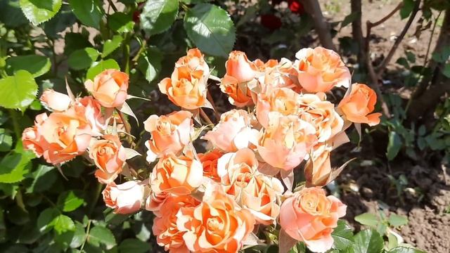 ВОЛШЕБСТВО ЦВЕТЕНИЯ розы Алегрия / Magic rose Alegria / ROZI MIRA смотреть онлайн