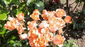 ВОЛШЕБСТВО ЦВЕТЕНИЯ розы Алегрия / Magic rose Alegria / ROZI MIRA