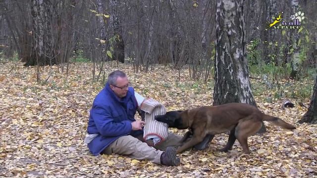 Дрессировка хозяином своей собаки на защиту без фигуранта смотреть онлайн