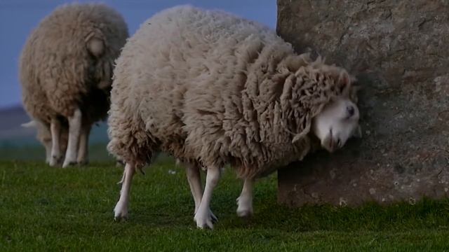 Звуки животных / Звуки Овцы / Звук овцы, крик овцы, голос овцы смотреть онлайн