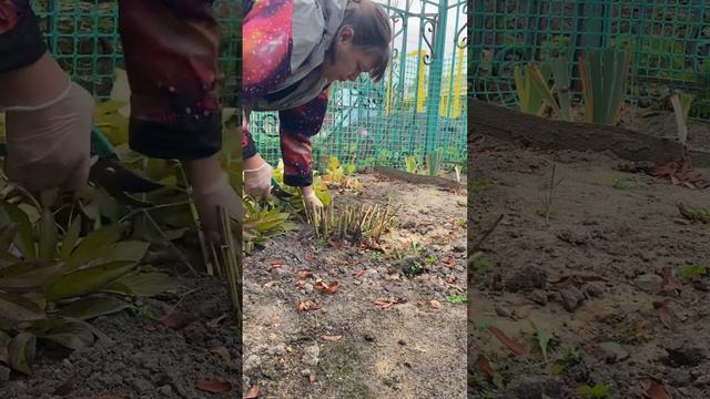 Подготовка травянистых пионов осенью к зиме #пионы#пионывсаду смотреть онлайн