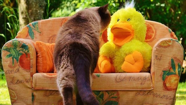 Кошачья жизнь смотреть онлайн