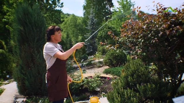 ТЛЯ НА РОЗАХ КАК БОРОТЬСЯ  ОБРАБОТКА ОТ ТЛИ  СРЕДСТВО ОТ ТЛИ И ВРЕДИТЕЛЕЙ САДА