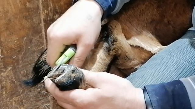 ПЕРВАЯ ОБРЕЗКА КОПЫТ | НУБИЙСКИЕ КОЗЫ смотреть онлайн