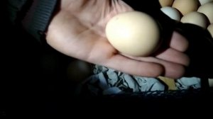 Овоскопирование куриных яиц 18 дней инкубации