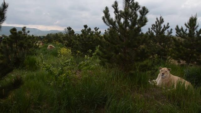 Сафари в Крыму смотреть онлайн