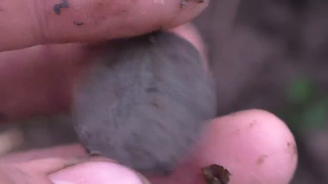 КОП ПО СТАРИНЕ 2021! ШИКАРНЫЕ НАХОДКИ С МЕТАЛЛОИСКАТЕЛЕМ ВРЕМЕН ПЕТРА 1. ПОИСК МОНЕТ смотреть онлайн